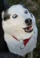 ������ ��� costet