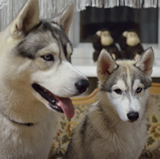 ������ ��� bimbim