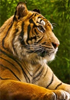 ������ ��� BOTiger