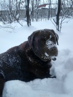 ������ ��� Goras